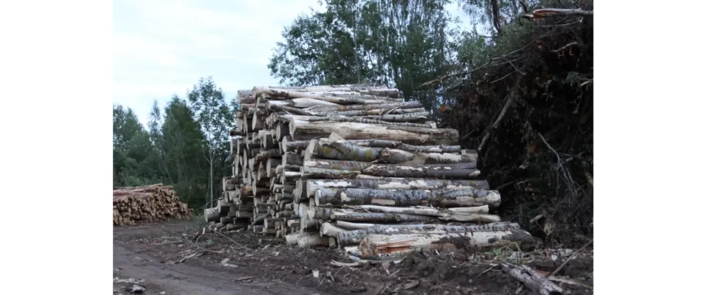 Biomass As a Renewable Energy Source - forest residues