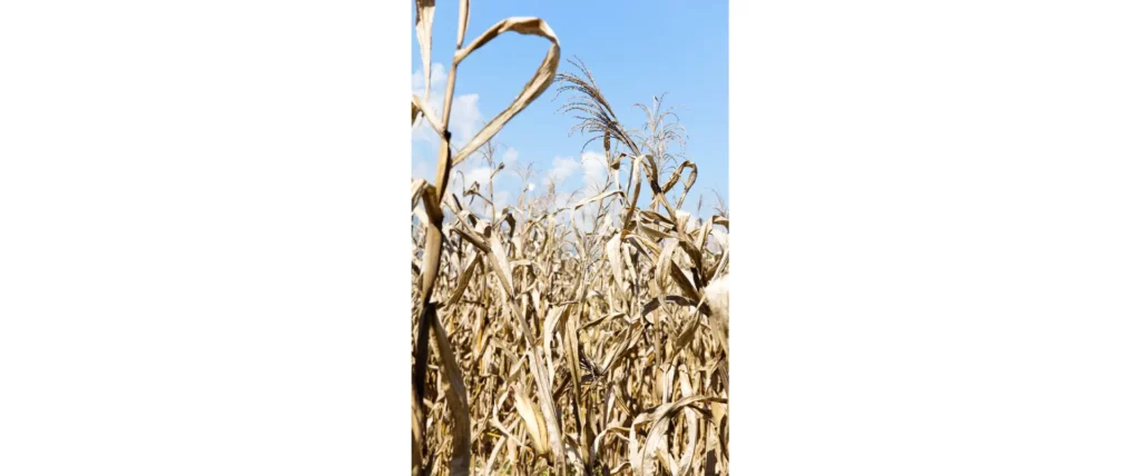 Biomass As a Renewable Energy Source - crop residues