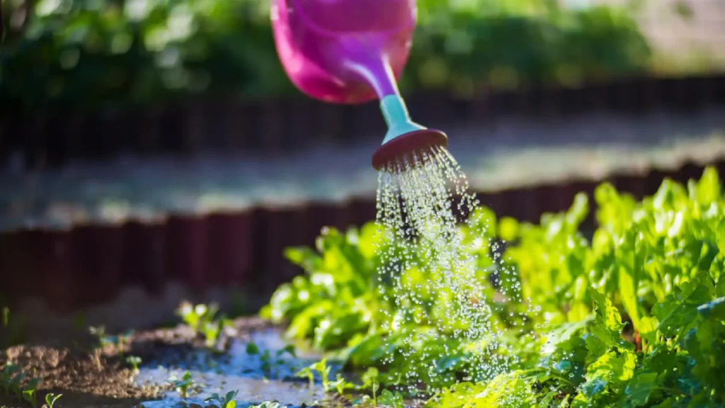 Saving Shower Water For Garden