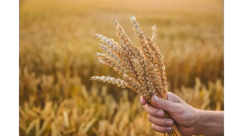 Biomass Energy UK