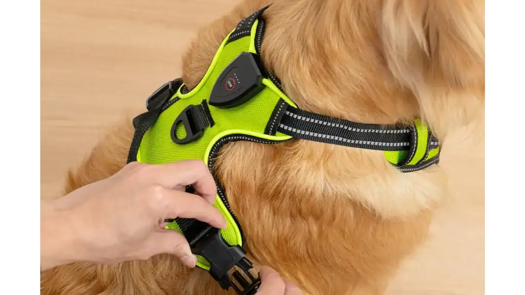 RadPaws LED Harness Review